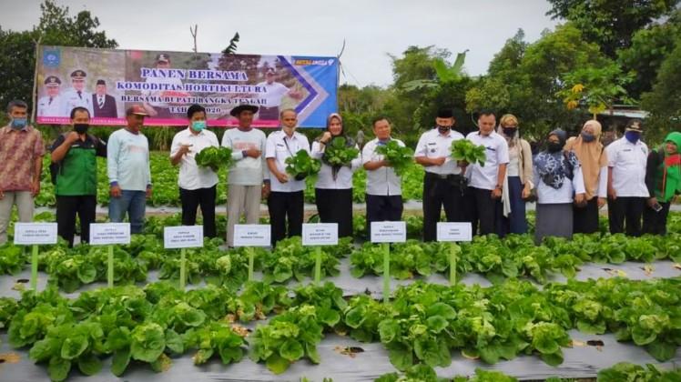 Bupati Bangka Tengah, Ibnu Saleh hadiri panen Sawi Telok di Cambai Selatan, Rabu (05/08/2020).