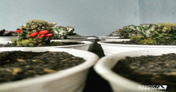 Pondok Kaktus tepatnya di Jl. Jumat Yahya Gang Mangga atau SMP Muhammadiyah (Pasar Pagi) Kota Pangkalpinang.