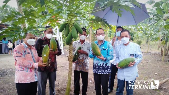 Pemerintahan Kabupaten Bangka Tengah melalui Dinas Pangan Bangka Tengah serahkan bantuan sarana dan prasarana pengujian mutu dan keamanan pangan segar asal tumbuhan tahun 2021 bertempat di Kebun pepaya Bapak Panijo Desa Kulur kecamatan Koba, Jum'at (27/08/2021).