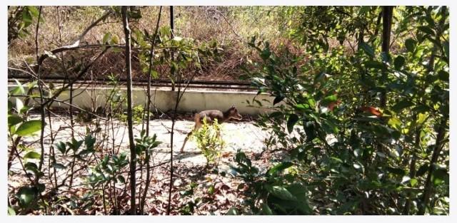 Populasi Rusa Unicolor di Penangkaran TB Primer Batu Besi PT Timah Tbk Bertambah, Tahun Ini Sudah Lahir Empat Anak Rusa