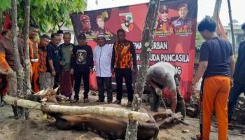 MPW Pemuda Pancasila Babel Gelar Qurban Idul Adha 2024