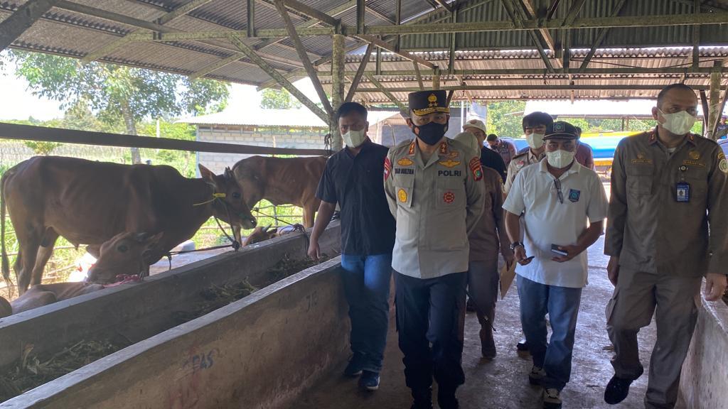 Tindaklanjuti Perintah Kapolri Terkait PMK, Kapolda Babel Cek Lokasi Karantina Hewan Ternak Sapi