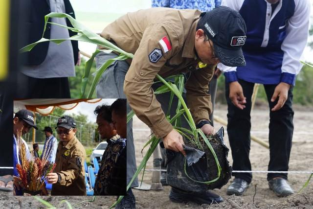 P4S Ma'iisyah Bersama Bupati Bangka Tengah Tanam Sorgum di Lahan Percontohan