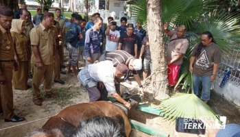 Berita Bangka Belitung - Pangkalpinang - Insya Allah tahun depan,