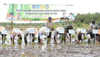 Pemprov Babel Lakukan Optimalisasi dan Pompanisasi Lahan