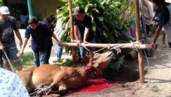 BANGKA TERKINI - PANGKALPINANG --- Idul Adha 1441 H, Mahasiswa,